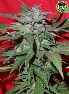 Bild von Medical Kush