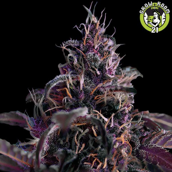 Bild von Midnight Express Auto