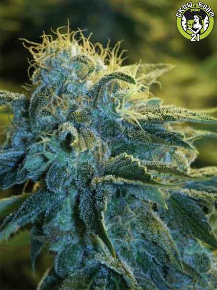 Bild von New York City