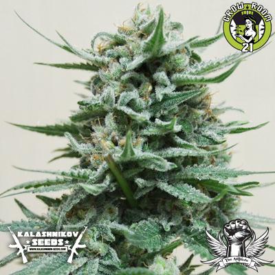 Bild von Northern Russian Auto