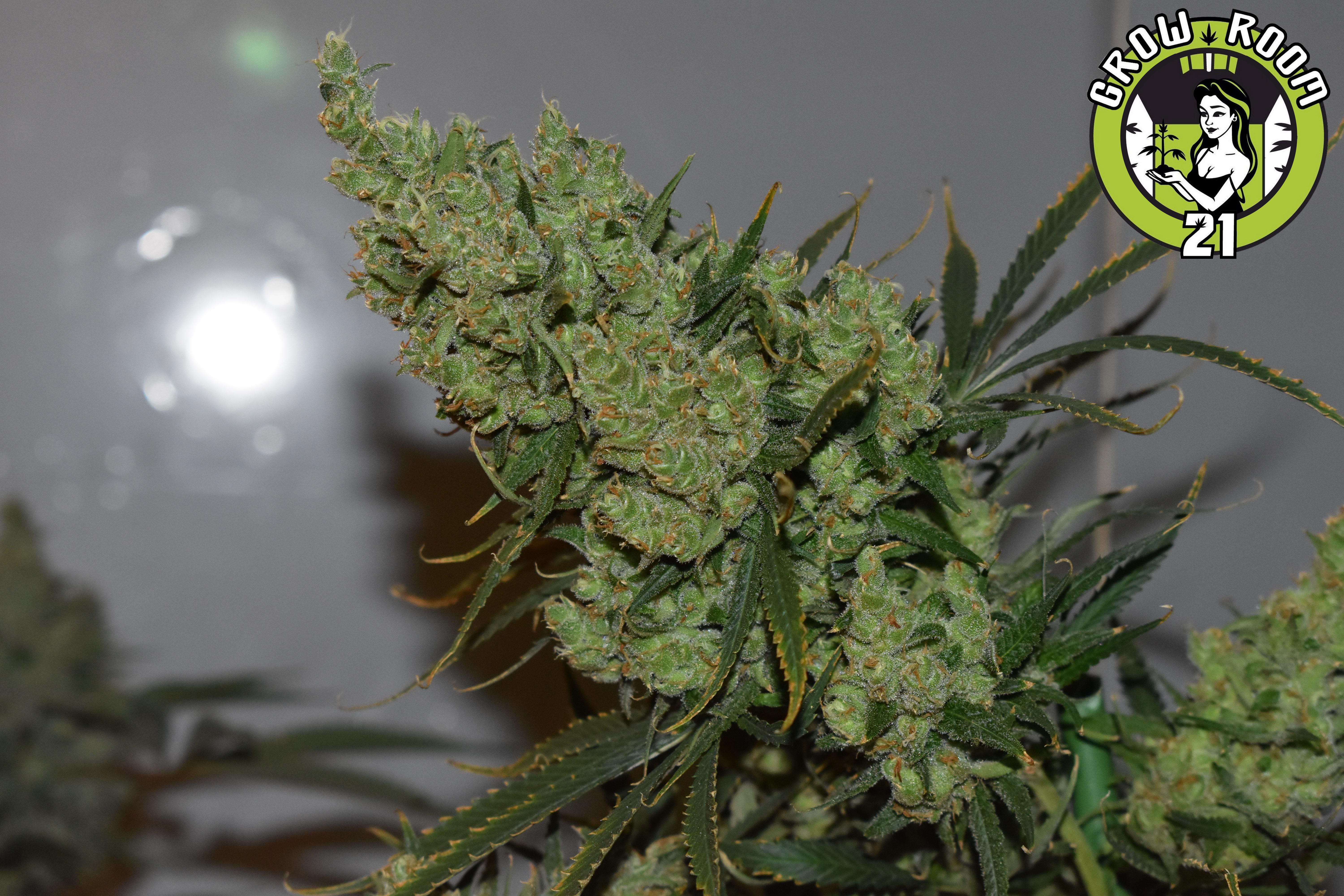 Bild von Oldmans Silver Haze 98