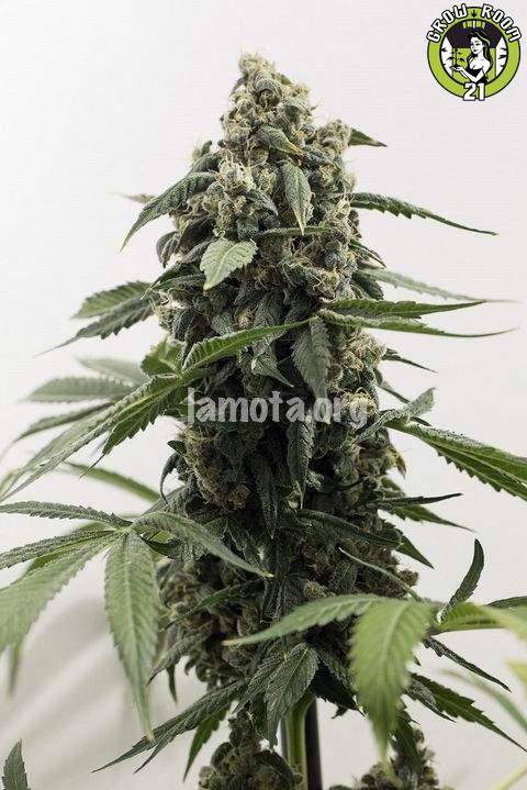 Bild von Original Herer Autoflowering