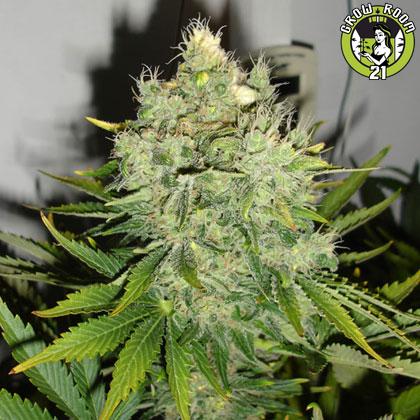 Bild von Pepper Jack Haze