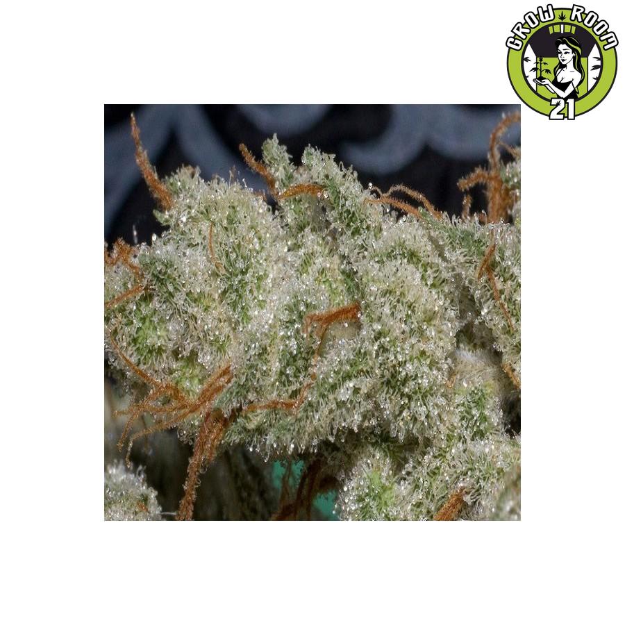 Bild von Piensa En Super Silver Haze