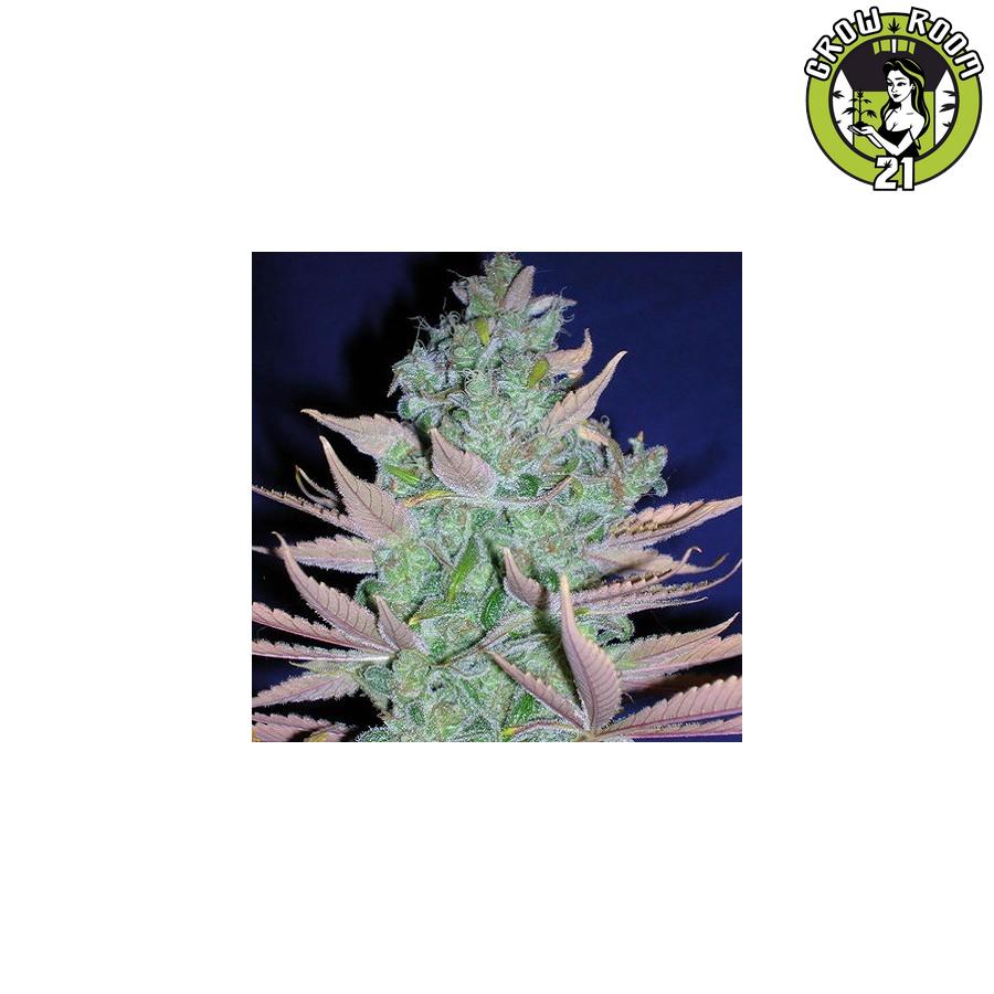 Bild von Piensa en Blue Moonshine x Matanuska Tundra