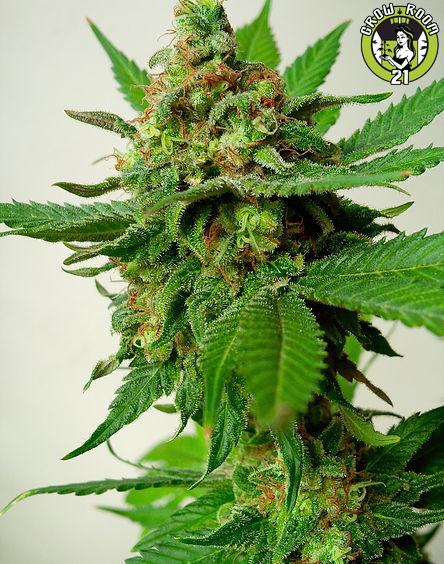 Bild von Psychotropic Mass