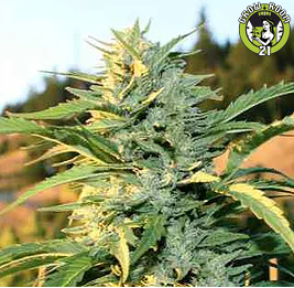 Bild von Purple Cheesel