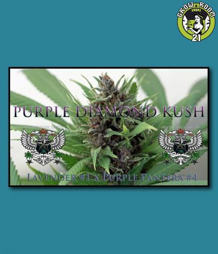 Bild von Purple Diamond Kush