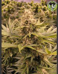 Bild von Raspberry Cough
