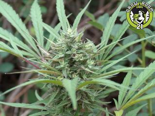 Bild von Sativa Diablo