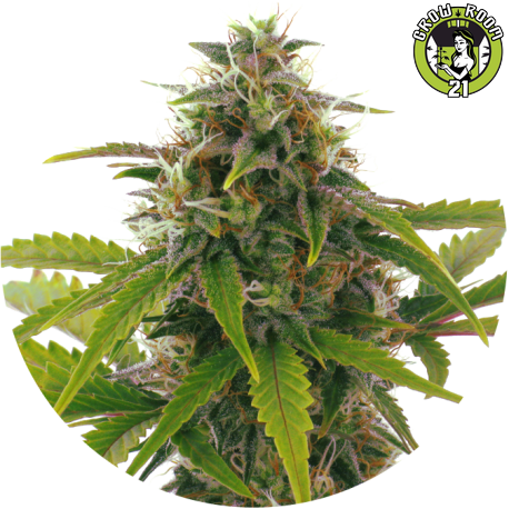 Bild von Sensation Haze
