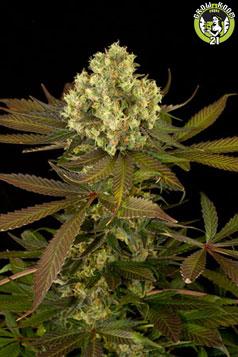 Bild von Sour Blueberry