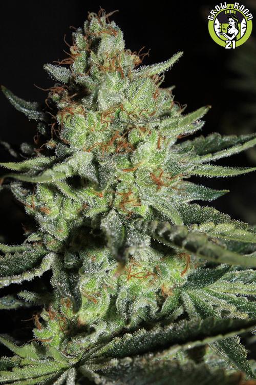 Bild von Sour Diesel