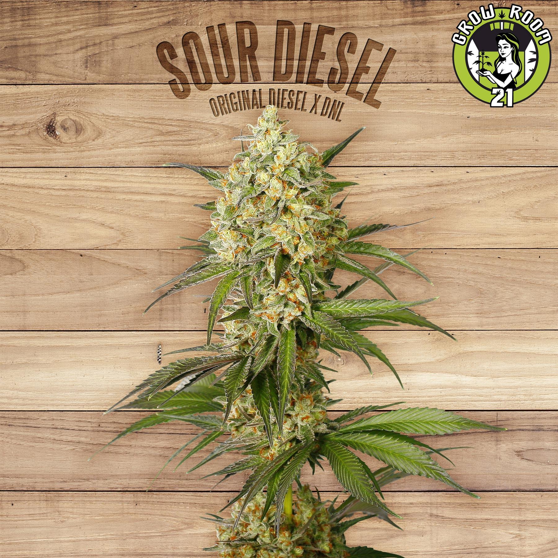 Bild von Sour Diesel
