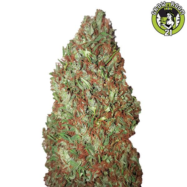 Bild von Sour Diesel CBD plus