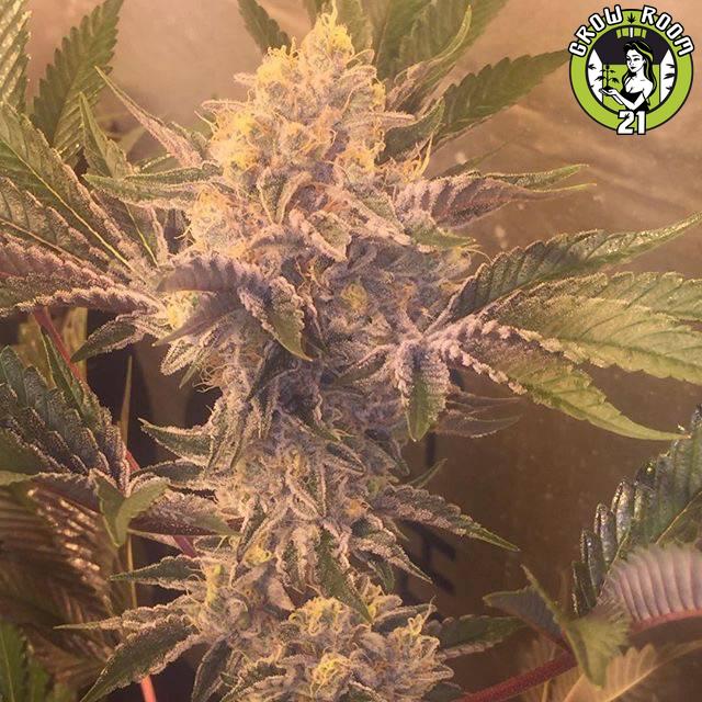 Bild von Stardawg 3 x Banana Kush