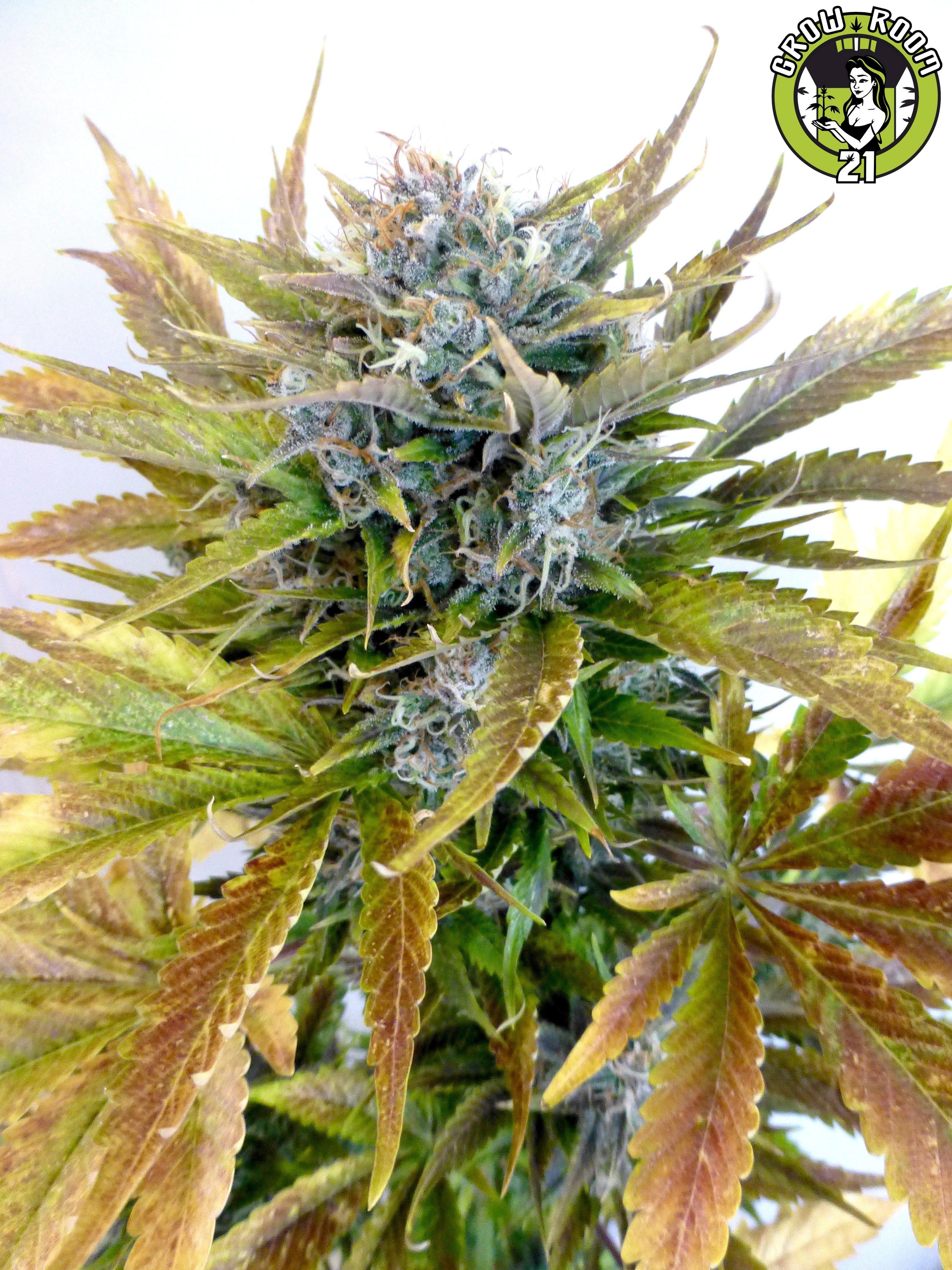 Bild von Super Blueberry Haze