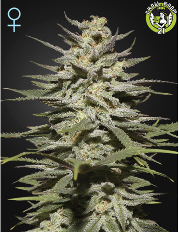 Bild von Super Lemon Haze CBD