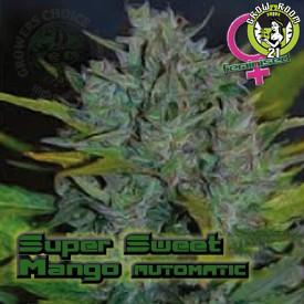 Bild von Super Sweet Mango Autoflowering