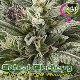 Bild von Superlarge Critical Blueberry Autoflowering