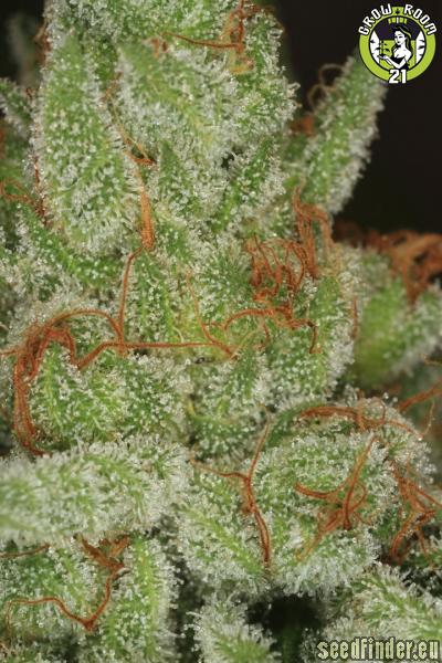 Bild von Fire OG BX