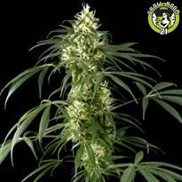 Bild von Amnesia Haze