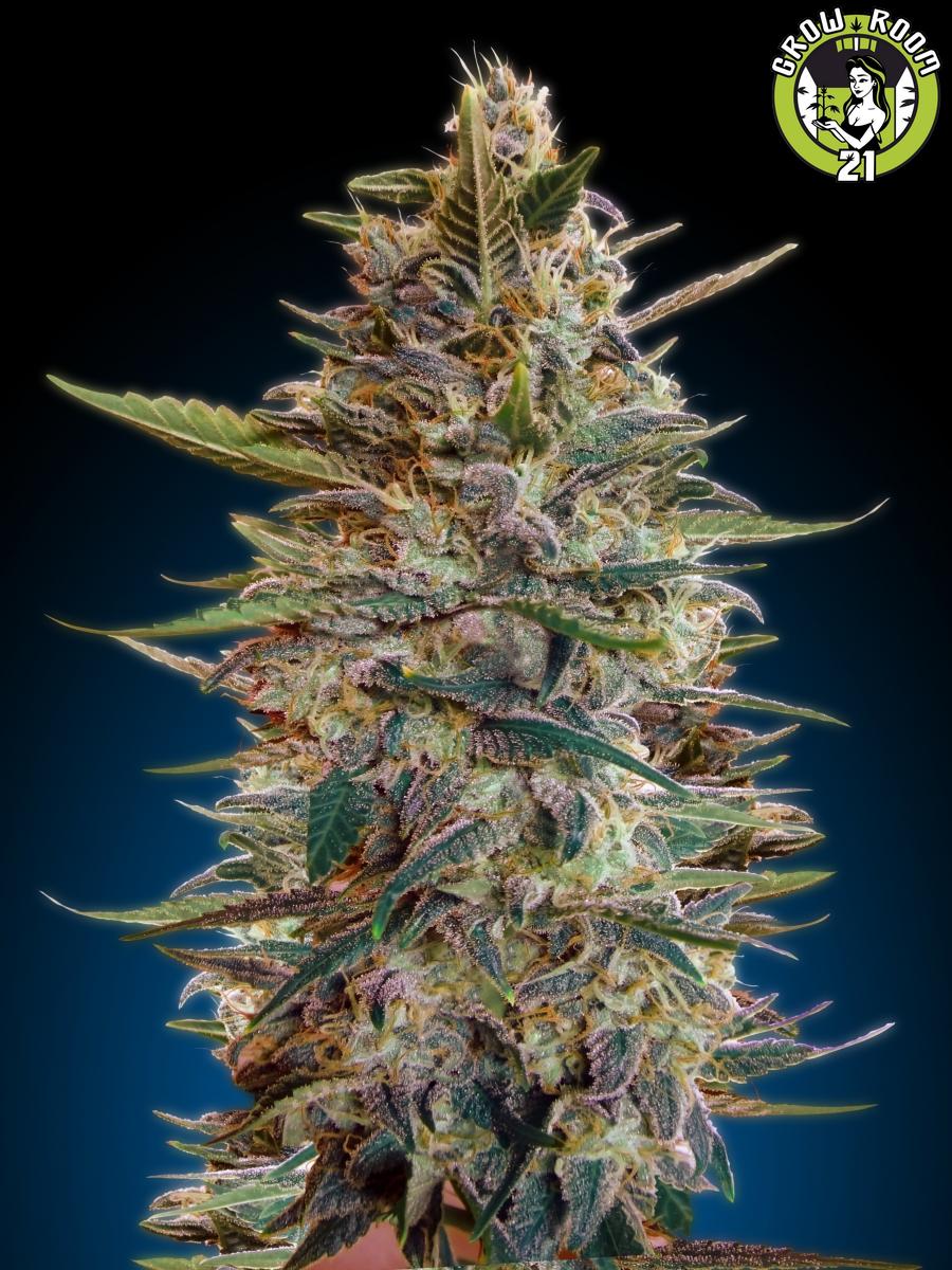 Bild von Auto Blue Diesel