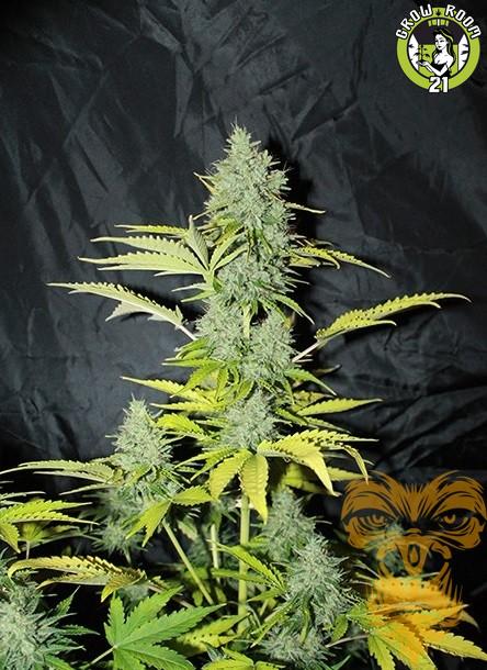 Bild von Auto Blue-Tooth