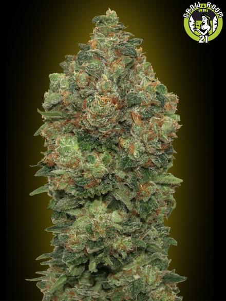 Bild von Auto Critical Soma