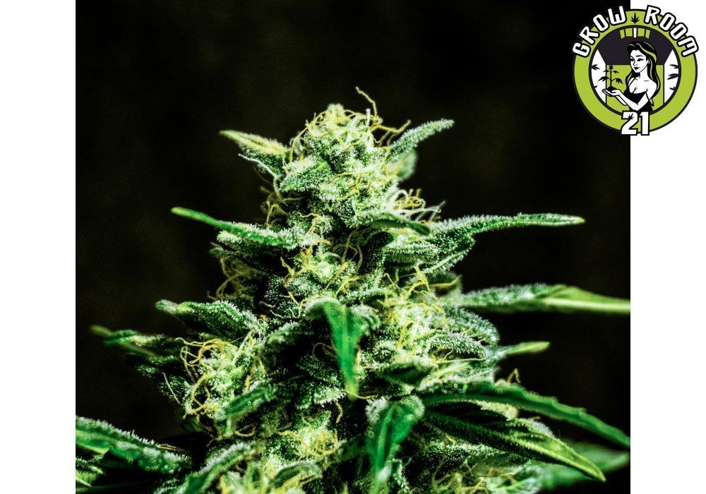 Bild von Auto Frosty Bud