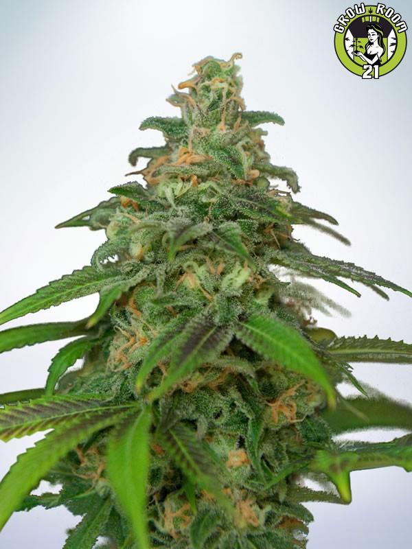 Bild von Auto Mandarin Haze