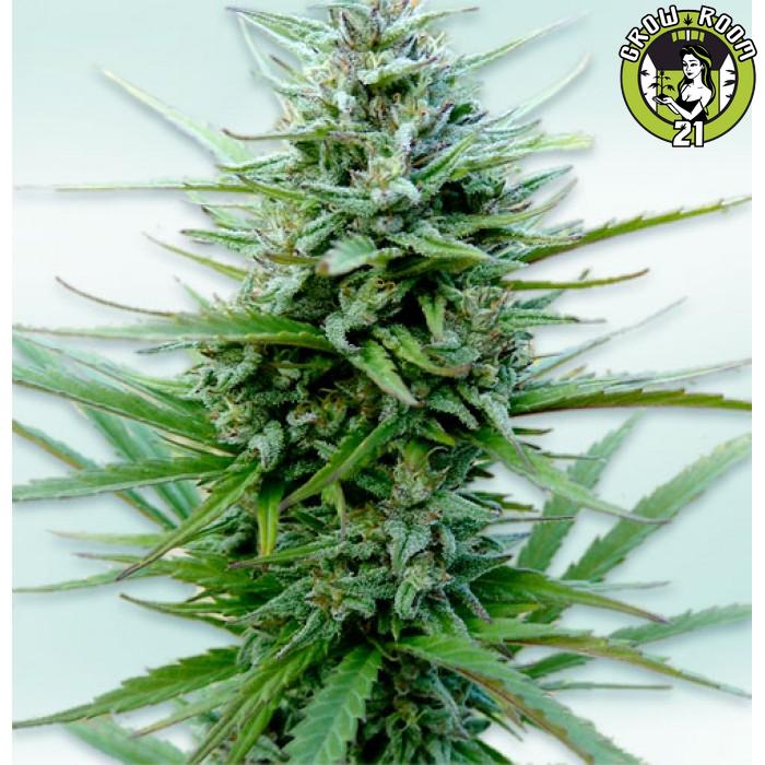 Bild von Auto VIP CBD