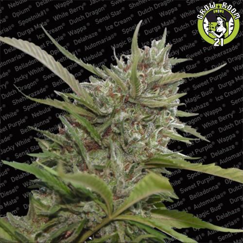 Bild von Auto Whiteberry