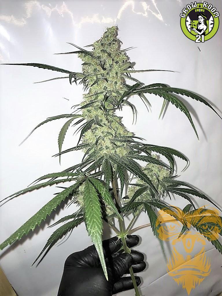 Bild von Auto Whitey Freeze