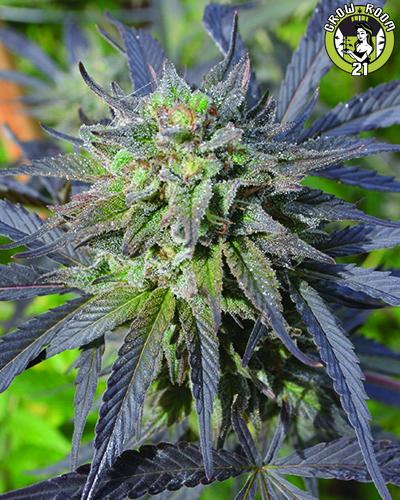 Bild von Blue Blood CBD