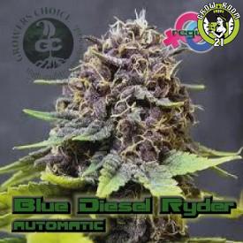 Bild von Blue Dieselryder