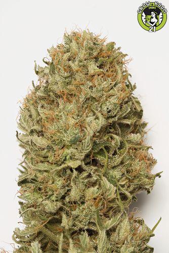 Bild von Blue Dream Auto