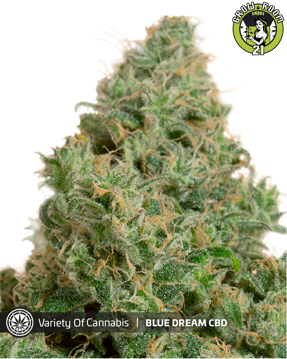 Bild von Blue Dream CBD