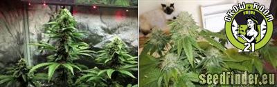 Bild von Skywalker Kush