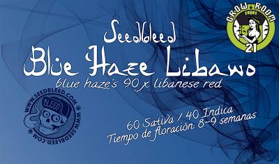 Bild von Blue Haze Libano