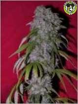 Bild von Nevills Haze Hybrid