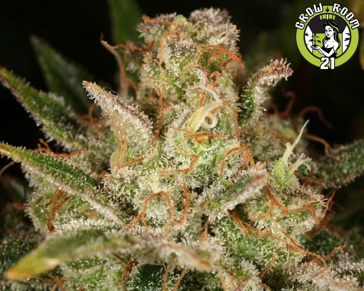 Bild von Blueberry Blast Autoflowering