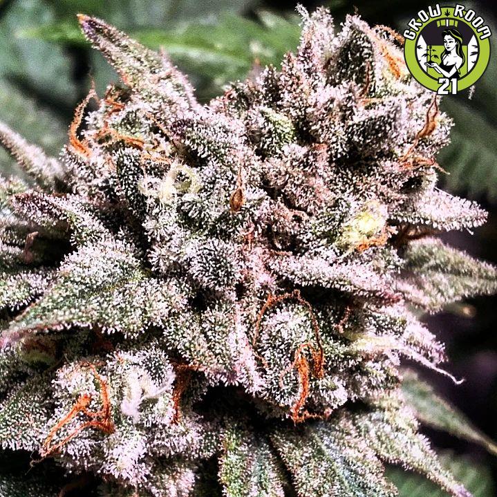 Bild von Blueberry Glue