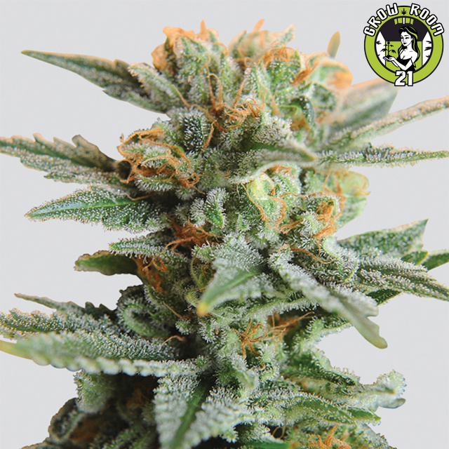 Bild von Blueberry Kush Automatic