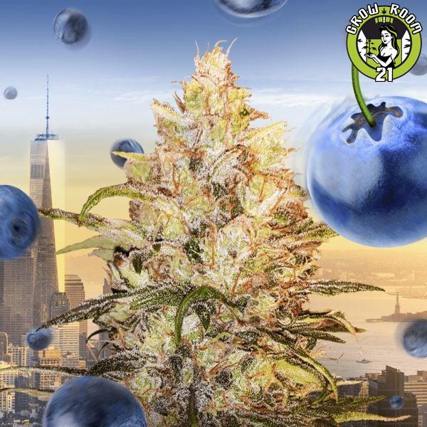 Bild von Bomberry Glue Auto