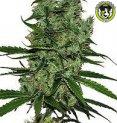 Bild von CBD Somango