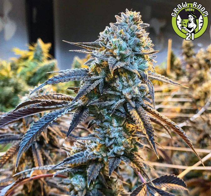 Bild von Bully Kush