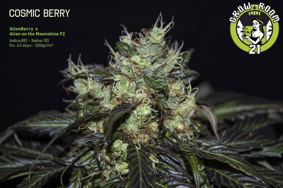 Bild von Cosmic Berry