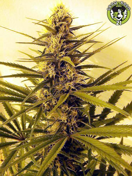 Bild von DayDream Haze
