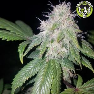 Bild von Diesel Blueberry x Super Male